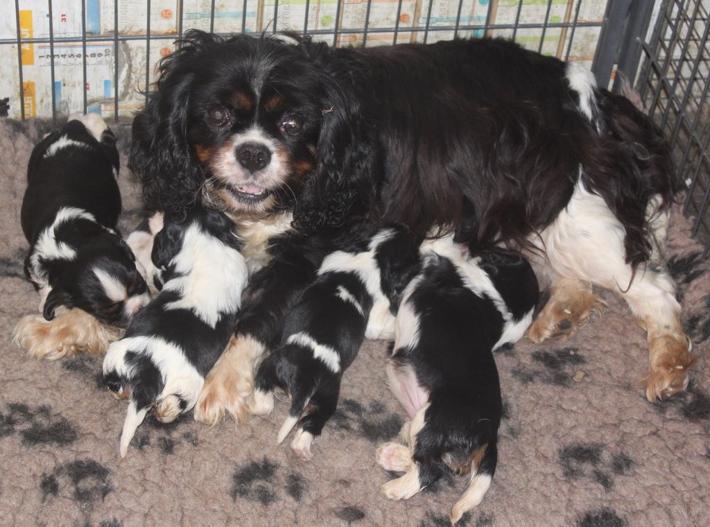Du puits des sortileges - Cavalier King Charles Spaniel - Portée née le 03/06/2018