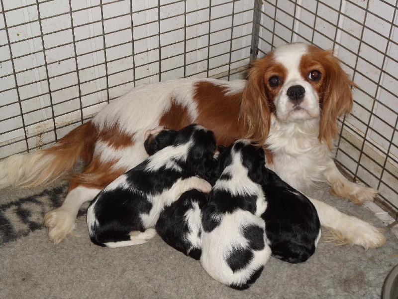 Du puits des sortileges - Cavalier King Charles Spaniel - Portée née le 29/10/2013