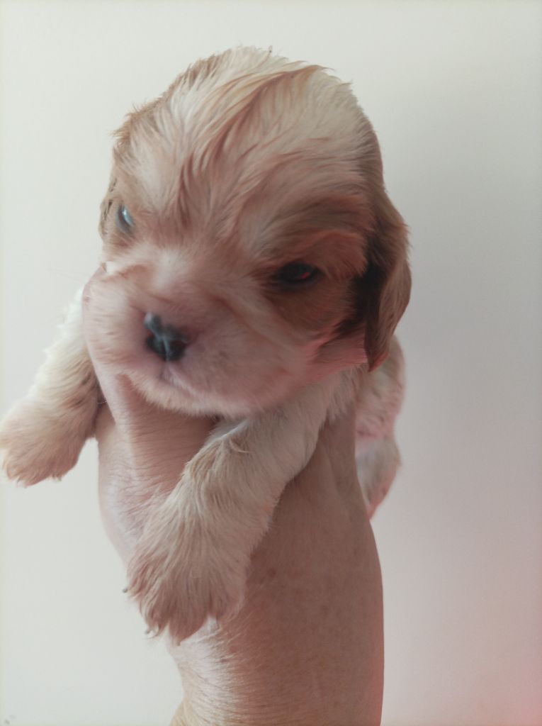 Du puits des sortileges - Chiots disponibles - Cavalier King Charles Spaniel