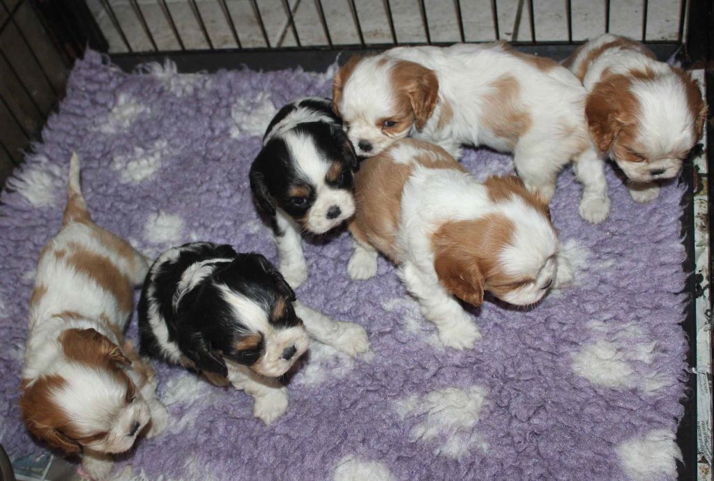 Du puits des sortileges - Cavalier King Charles Spaniel - Portée née le 25/11/2020