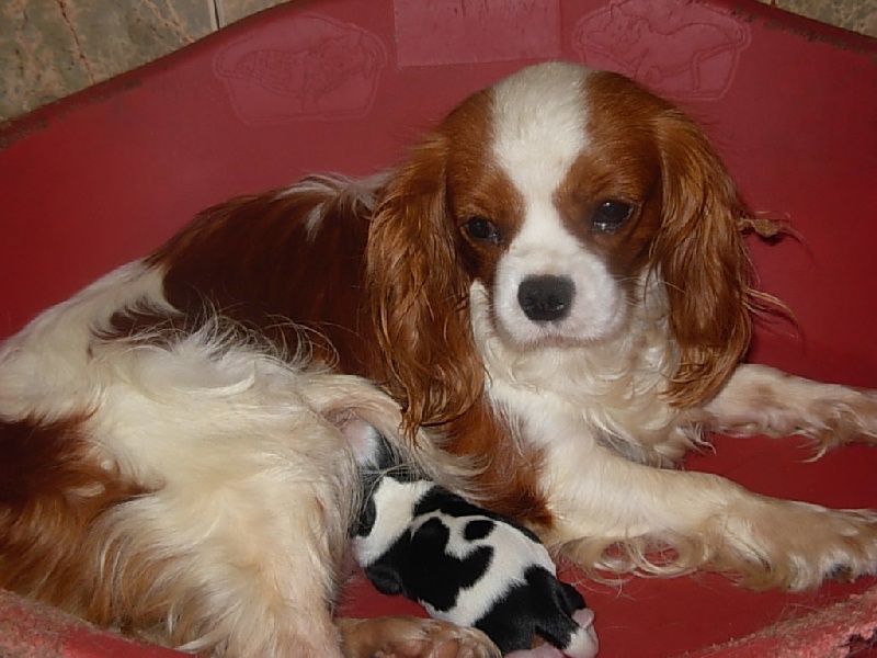 Du puits des sortileges - Cavalier King Charles Spaniel - Portée née le 22/05/2009