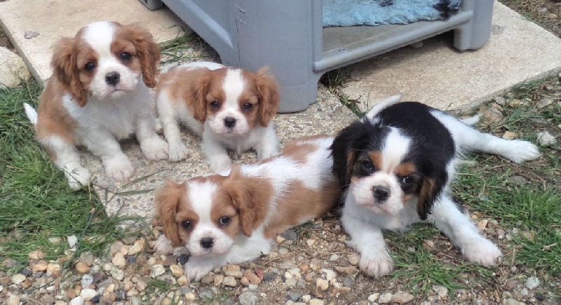 Du puits des sortileges - Cavalier King Charles Spaniel - Portée née le 02/02/2016