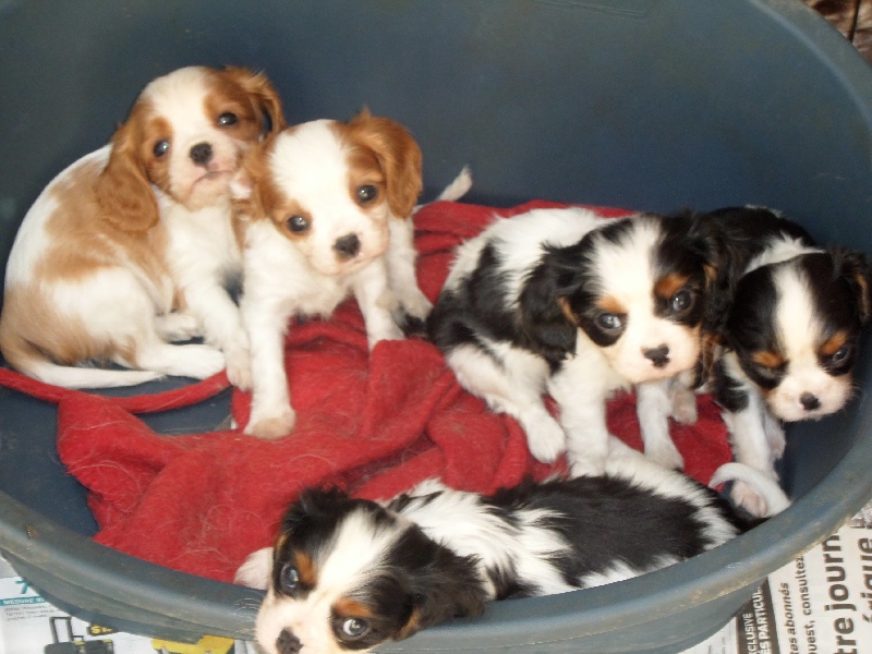 Du puits des sortileges - Cavalier King Charles Spaniel - Portée née le 09/08/2013