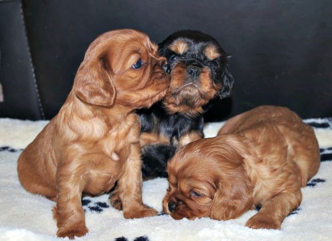 Du puits des sortileges - Cavalier King Charles Spaniel - Portée née le 18/06/2017