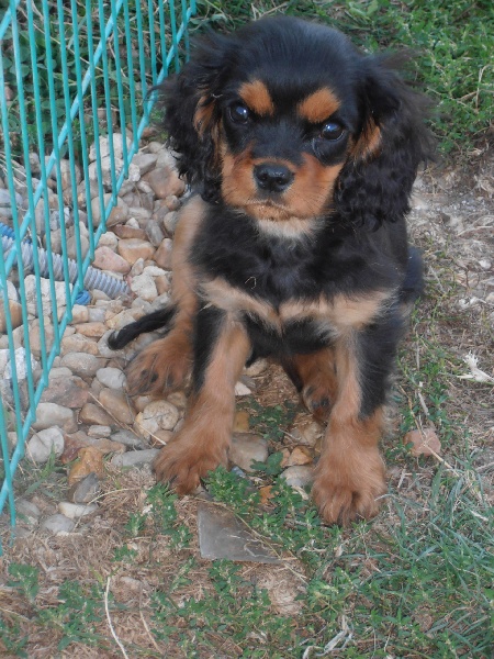 Du puits des sortileges - Cavalier King Charles Spaniel - Portée née le 01/07/2012