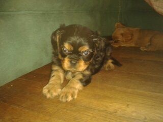 Du puits des sortileges - Cavalier King Charles Spaniel - Portée née le 23/07/2015