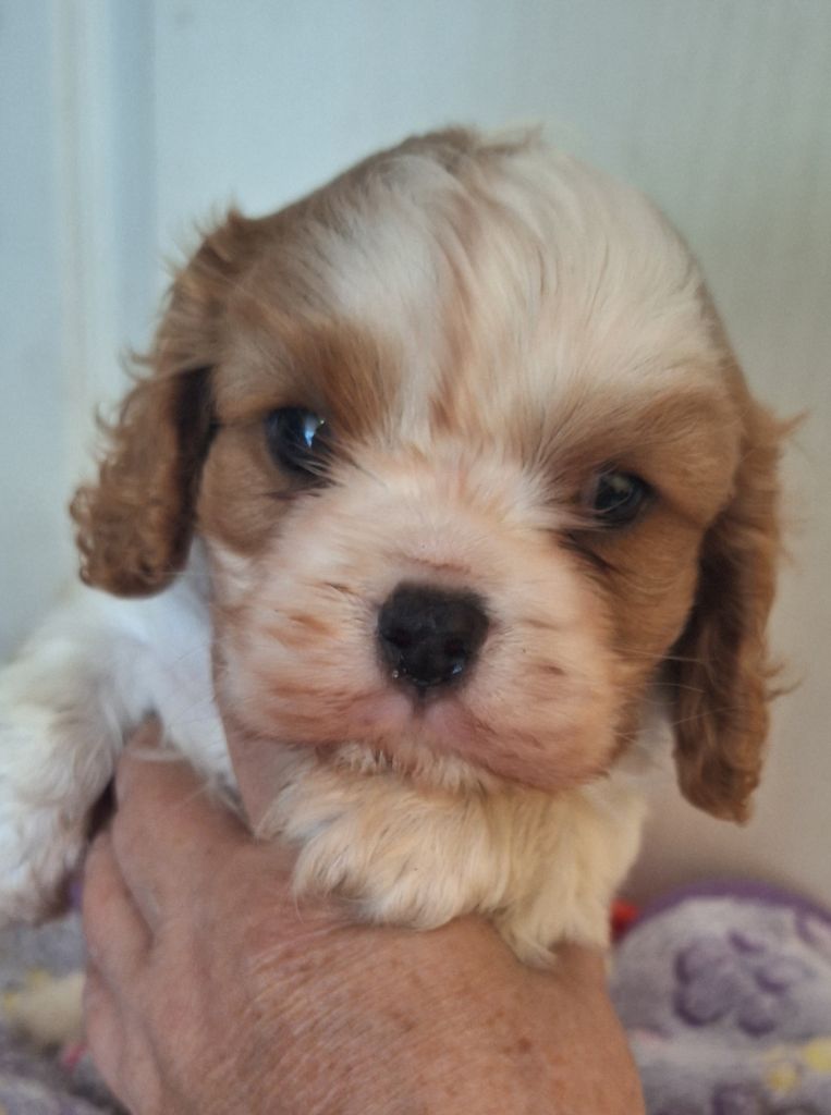 Du puits des sortileges - Chiots disponibles - Cavalier King Charles Spaniel