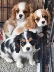 Du puits des sortileges - Cavalier King Charles Spaniel - Portée née le 05/03/2023