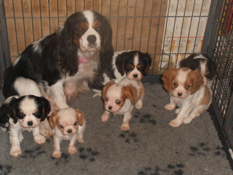 Du puits des sortileges - Cavalier King Charles Spaniel - Portée née le 06/02/2013
