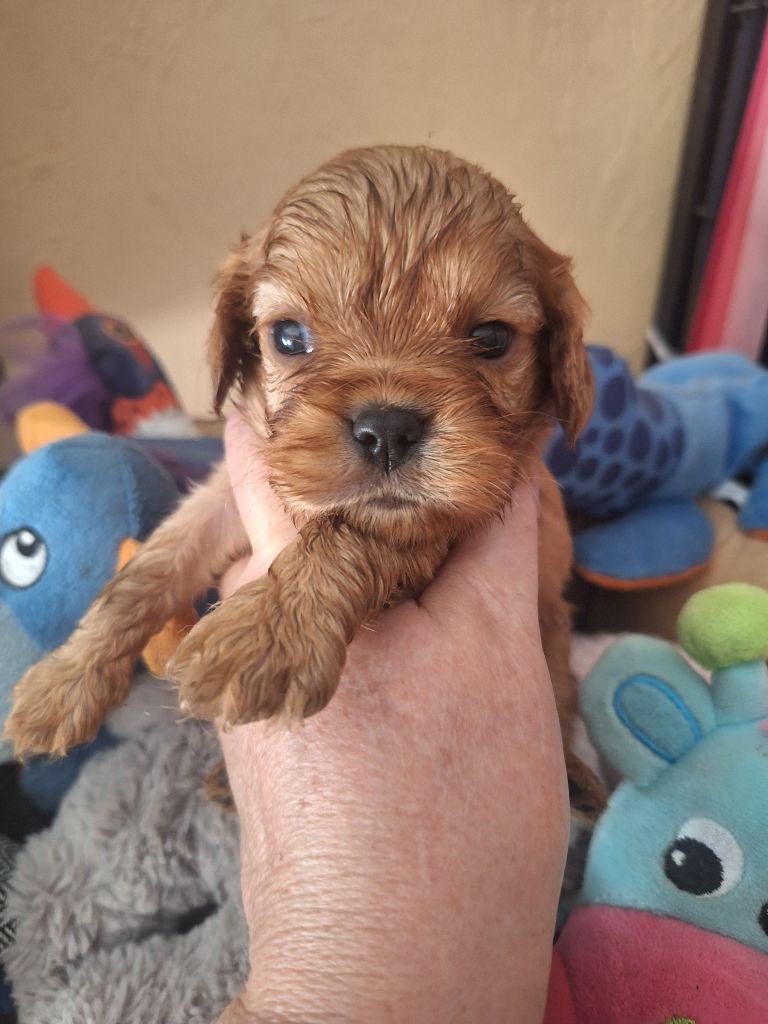 Du puits des sortileges - Chiots disponibles - Cavalier King Charles Spaniel