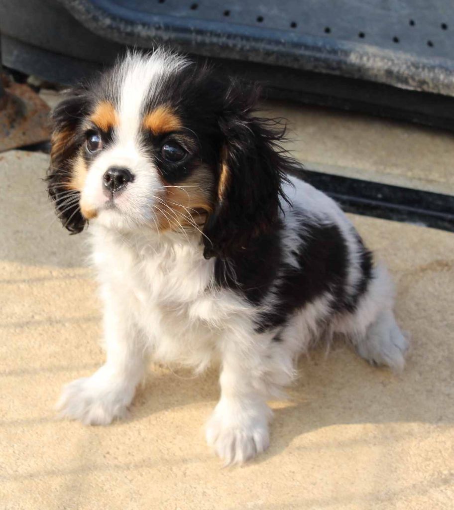 Du puits des sortileges - Cavalier King Charles Spaniel - Portée née le 18/12/2022