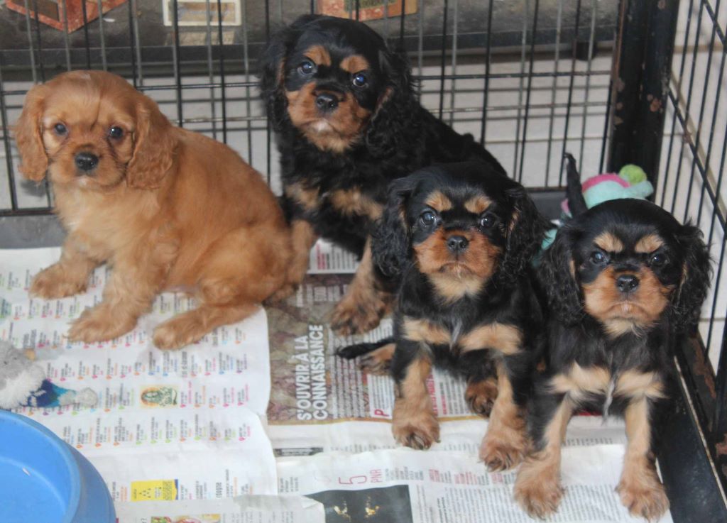 Du puits des sortileges - Cavalier King Charles Spaniel - Portée née le 19/10/2019
