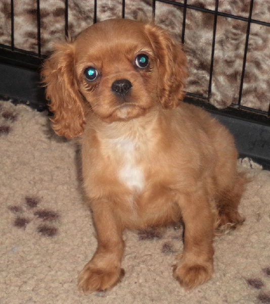 Du puits des sortileges - Cavalier King Charles Spaniel - Portée née le 01/12/2014