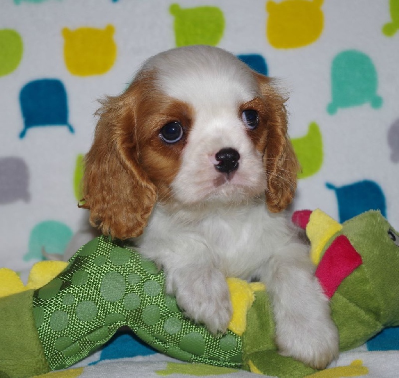 Du puits des sortileges - Cavalier King Charles Spaniel - Portée née le 08/09/2016
