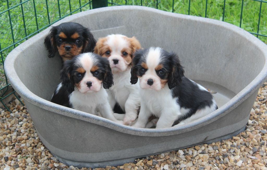 Du puits des sortileges - Cavalier King Charles Spaniel - Portée née le 15/08/2017