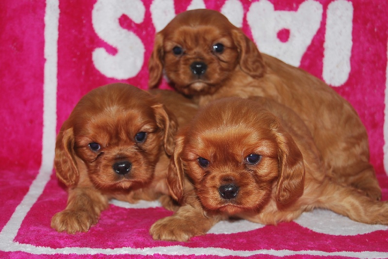 Du puits des sortileges - Cavalier King Charles Spaniel - Portée née le 04/11/2010