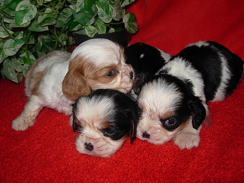 Du puits des sortileges - Cavalier King Charles Spaniel - Portée née le 19/10/2008