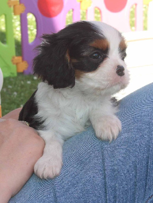 TWEENIE