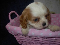 CHIOT