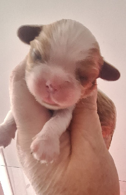 CHIOT