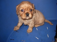 ELIOTT