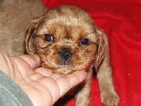 ECLAIR