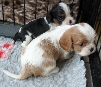 CHIOT