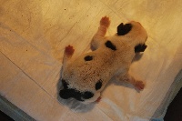 CHIOT