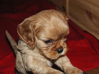 ECTOR dit COOKIE