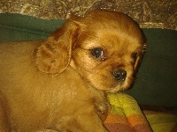 LOUBRA