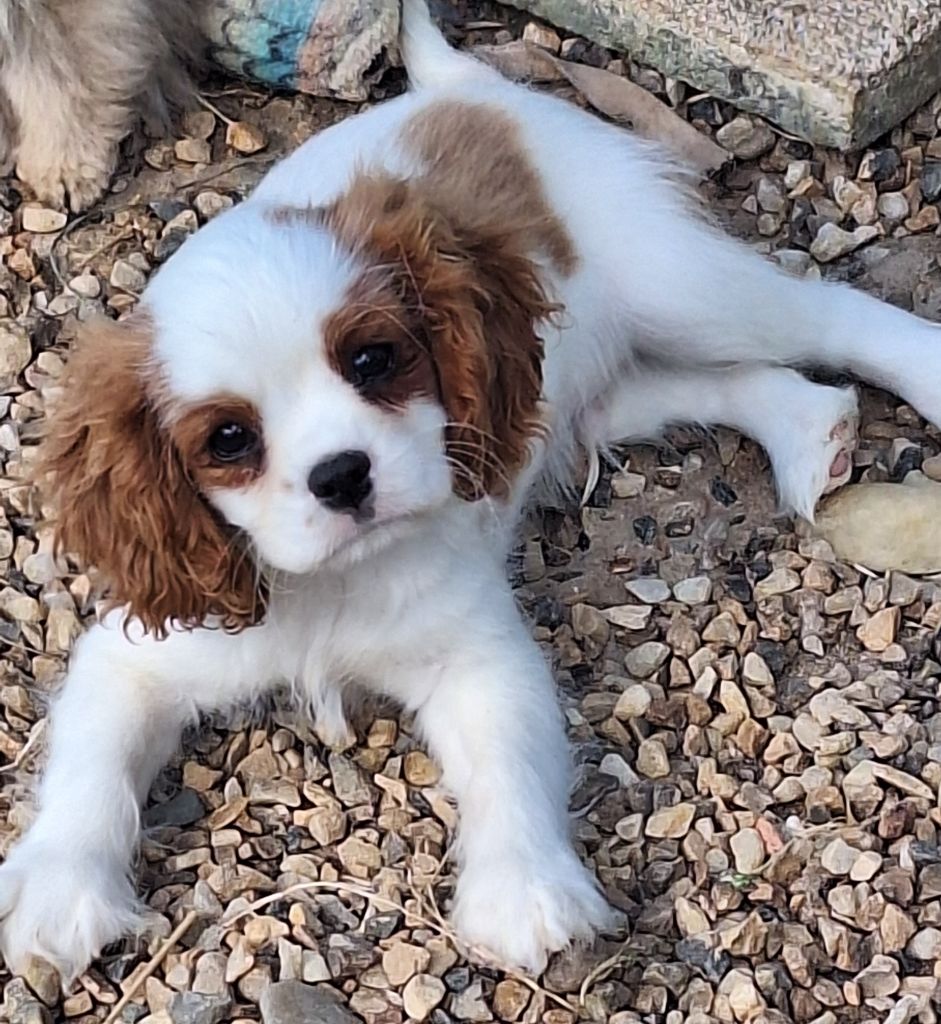 Du puits des sortileges - Cavalier King Charles Spaniel - Portée née le 26/03/2024