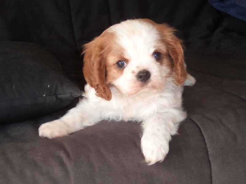 Du puits des sortileges - Cavalier King Charles Spaniel - Portée née le 16/06/2014