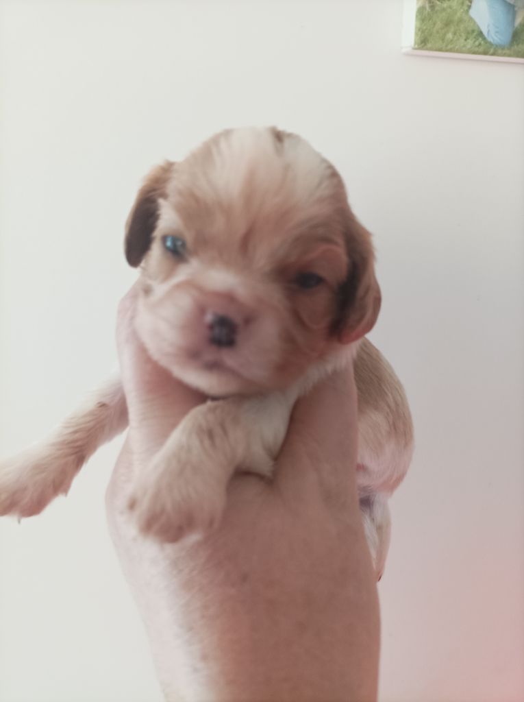 Du puits des sortileges - Chiots disponibles - Cavalier King Charles Spaniel