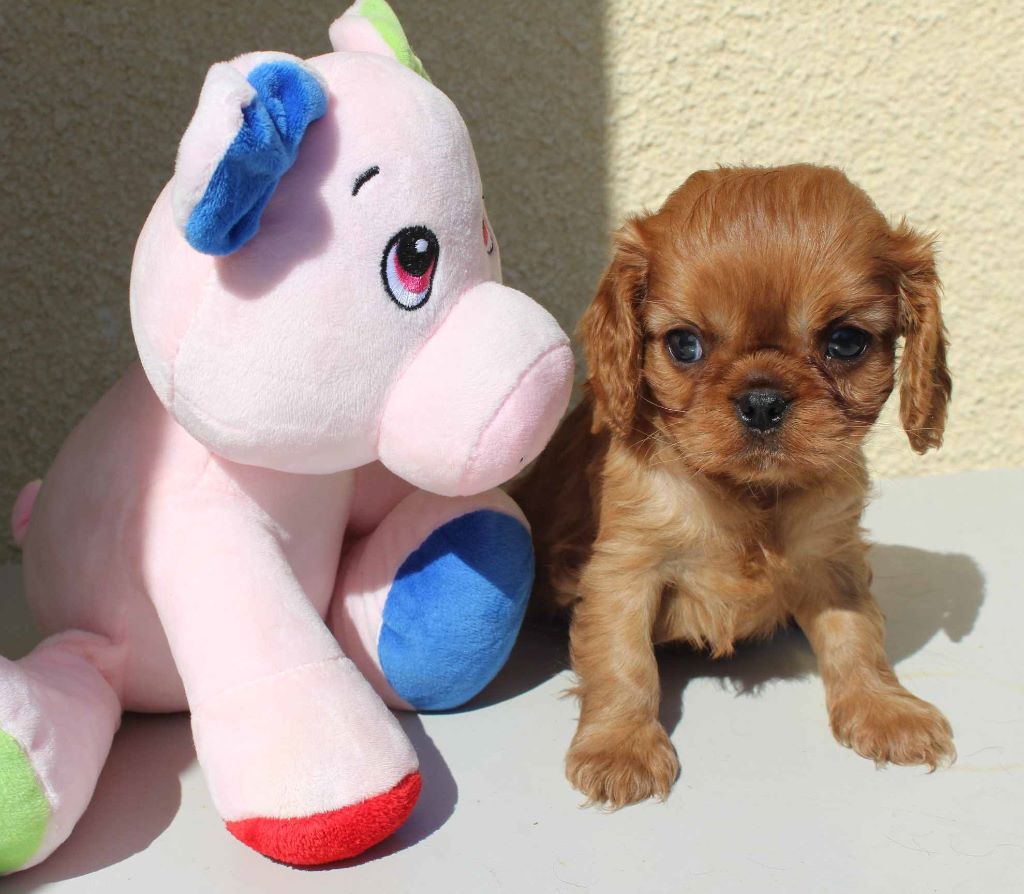 Du puits des sortileges - Cavalier King Charles Spaniel - Portée née le 26/03/2019