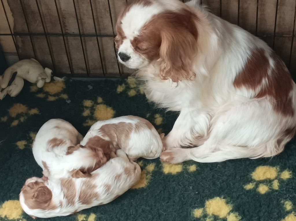 Chiot Cavalier King Charles Spaniel Du puits des sortileges