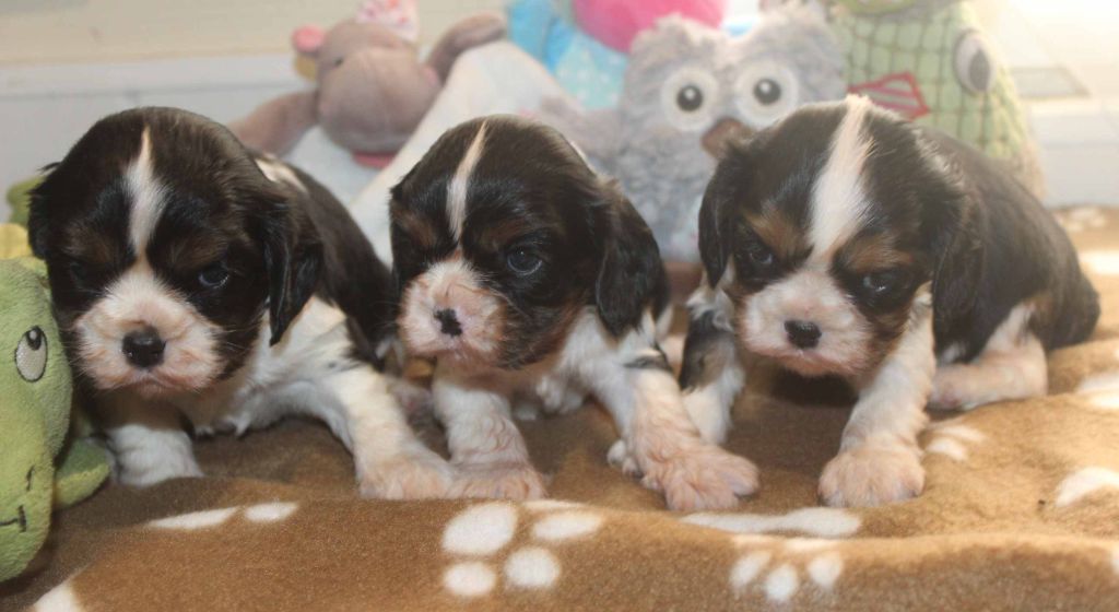 Du puits des sortileges - Cavalier King Charles Spaniel - Portée née le 28/02/2022