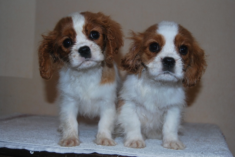 Du puits des sortileges - Cavalier King Charles Spaniel - Portée née le 28/11/2010