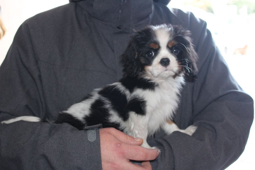 Du puits des sortileges - Cavalier King Charles Spaniel - Portée née le 16/12/2017
