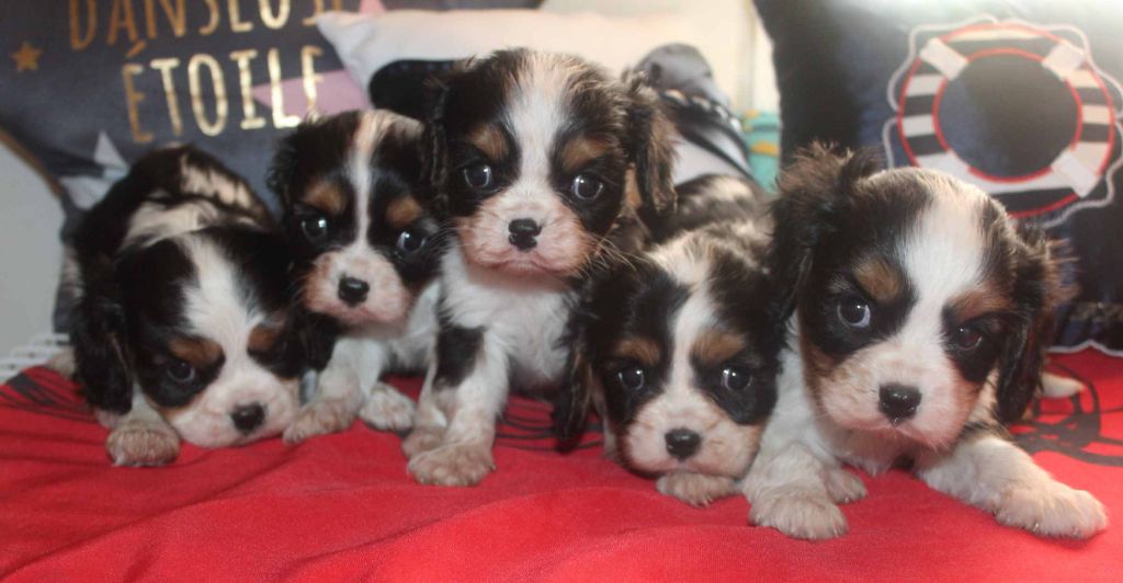 Du puits des sortileges - Cavalier King Charles Spaniel - Portée née le 24/04/2022