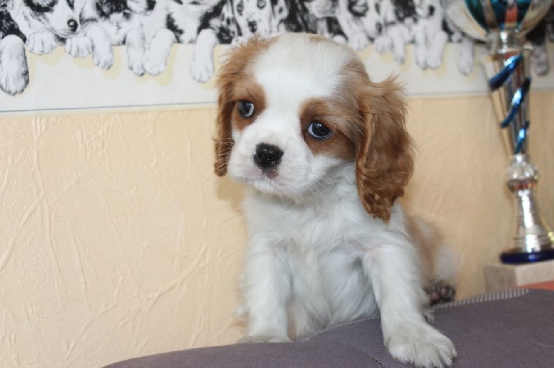 Du puits des sortileges - Cavalier King Charles Spaniel - Portée née le 10/11/2016