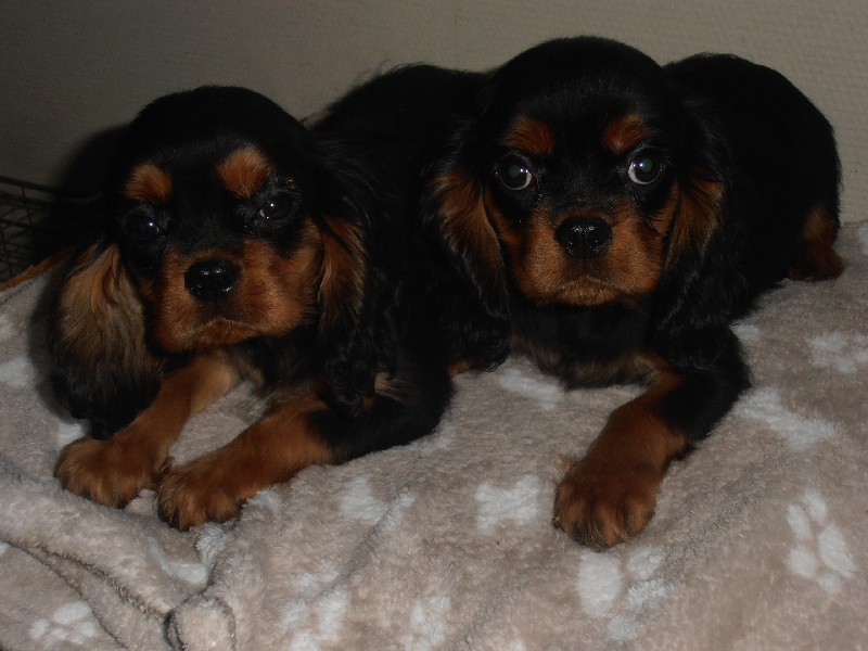 Du puits des sortileges - Cavalier King Charles Spaniel - Portée née le 21/10/2012