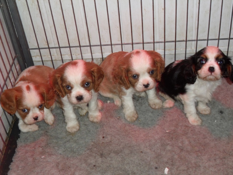 Du puits des sortileges - Cavalier King Charles Spaniel - Portée née le 19/09/2013