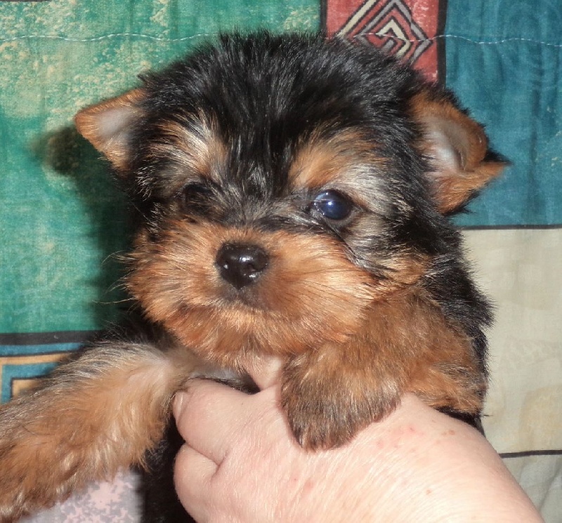 Du puits des sortileges - Yorkshire Terrier - Portée née le 24/11/2014