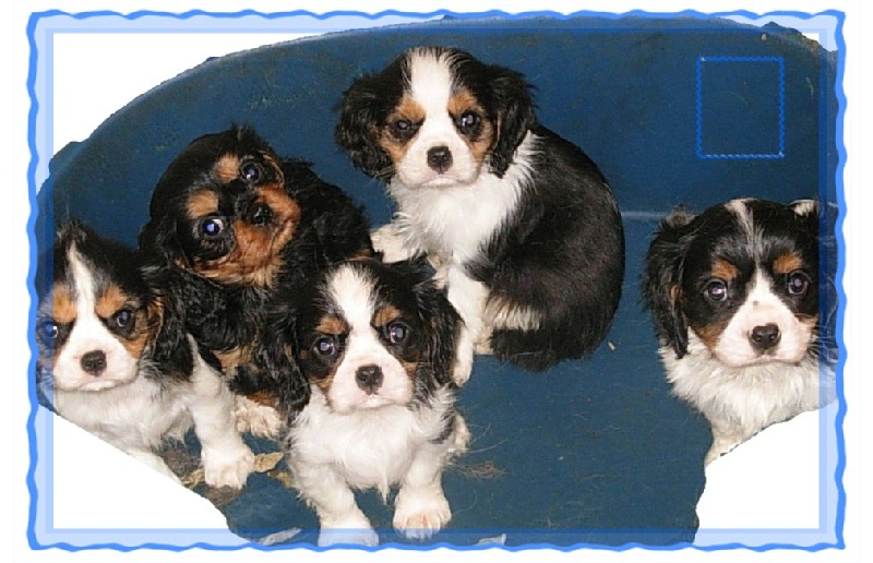 Du puits des sortileges - Cavalier King Charles Spaniel - Portée née le 10/03/2010