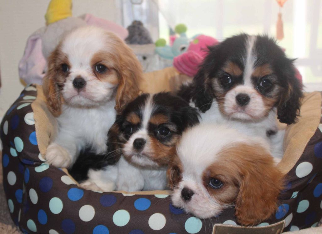 Du puits des sortileges - Cavalier King Charles Spaniel - Portée née le 03/02/2022