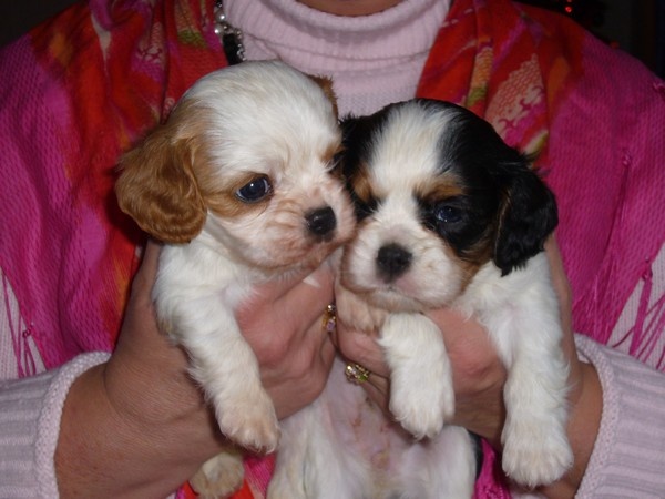 Du puits des sortileges - Cavalier King Charles Spaniel - Portée née le 31/10/2009