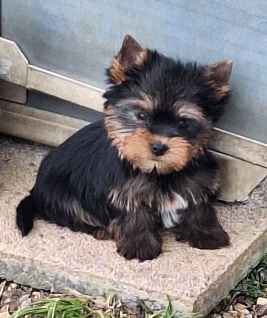 Du puits des sortileges - Chiots disponibles - Yorkshire Terrier