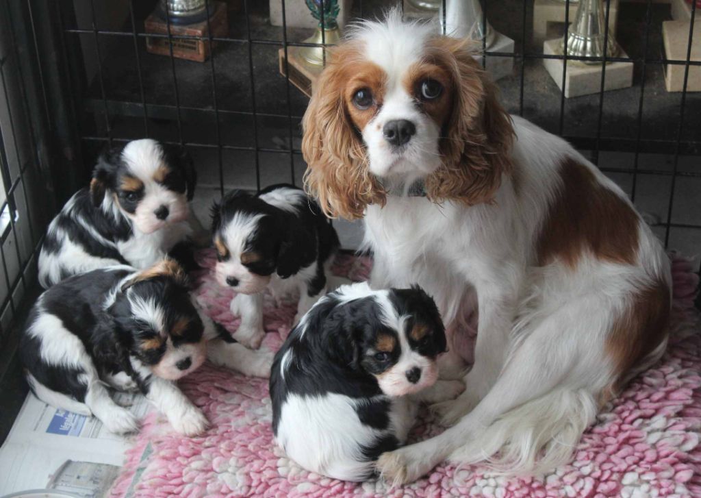 Du puits des sortileges - Cavalier King Charles Spaniel - Portée née le 23/09/2021