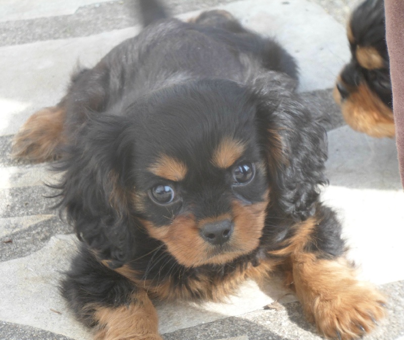 Du puits des sortileges - Cavalier King Charles Spaniel - Portée née le 22/12/2013