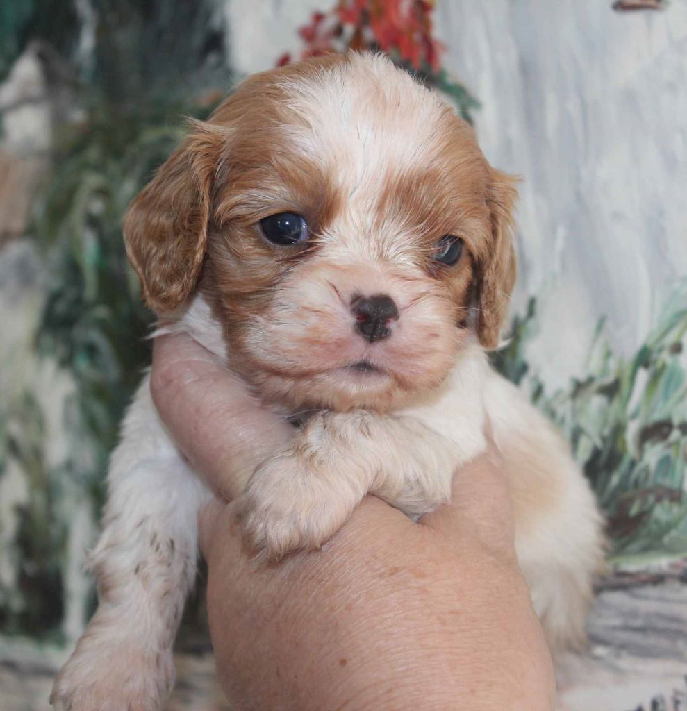 Du puits des sortileges - Cavalier King Charles Spaniel - Portée née le 07/05/2020